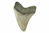 Serrated, Fossil Megalodon Tooth - North Carolina #274795-1
